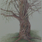 Willow-on-Despins-10x11-graphitint