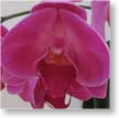 July-orchid-sm