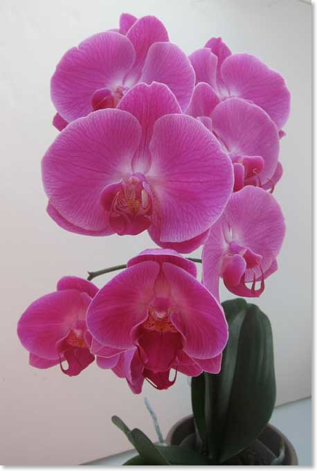 July-orchid