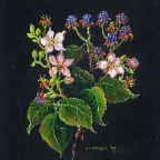 blackberry-8x10prismacolor