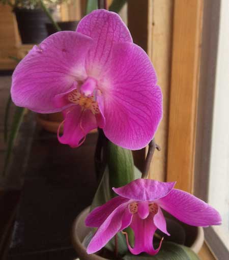 April-orchid