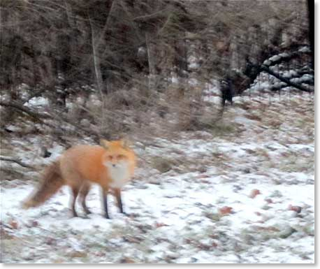 fox-Dec