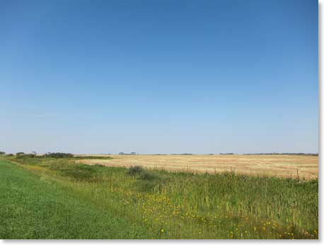 wheat-fields